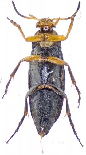 Anaspis frontalis